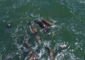 Rare Interaction Seen Between Bottlenose Dolphins and Sea Lions in California