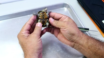 Nova espécie de tartaruga ameaçada de extinção