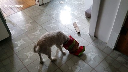 Poor pooch gets head stuck in chicken nuggets bag