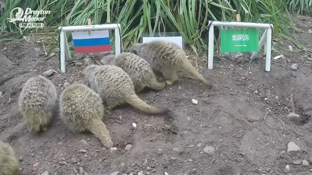 Сурикаты предсказывают России победу в первом матче