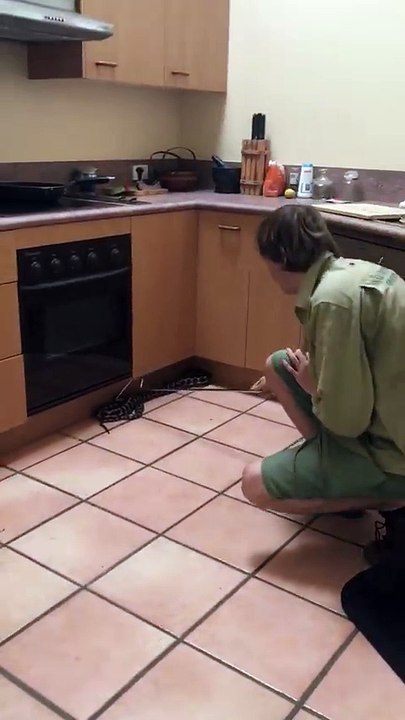 6 Foot Carpet Python in Kitchen