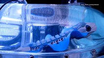 Festo's Latest Robo-Animal Mimics Cuttlefish in Captivating Footage