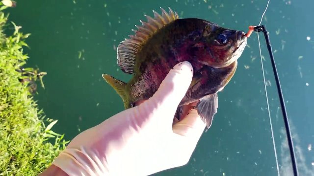 BIRD FISHING? Ouch!! Little Dog + Sugar = High Jumps (FUNnel Vision Shawn Reacts Vlog)