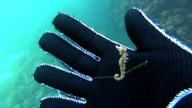 Cet adorable bébé hippocampe vient saluer un plongeur