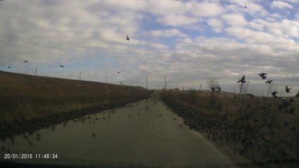 Descargar video: Des milliers d'oiseaux recouvrent une route en russie.