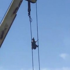 Video herunterladen: Un raton laveur escalade une grue en mode Cliffhanger... Trop mignon