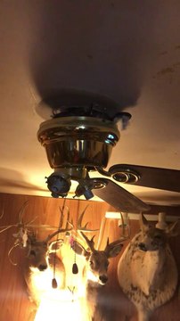 Un serpent bien caché dans le socle du lustre au plafond