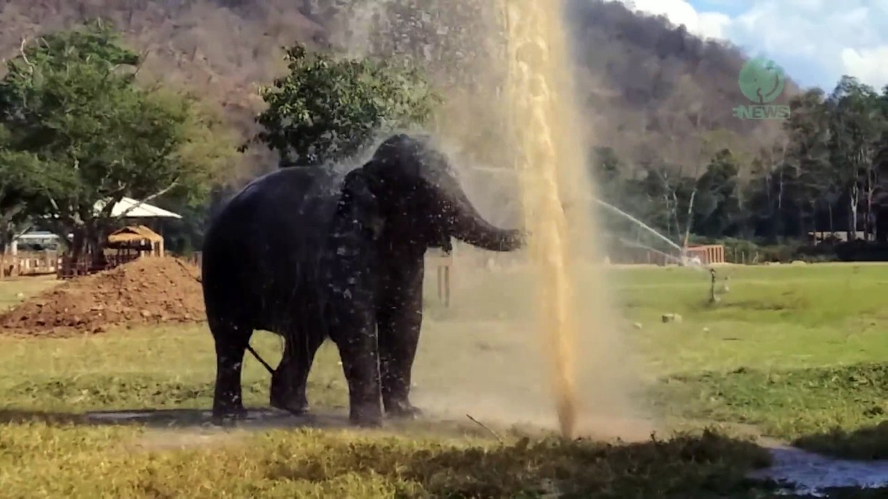 Cet éléphant joue comme un petit fou avec ce jet d'eau
