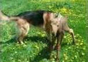 Leo the Dog Meets a Baby Moose and They Become Fast Friends