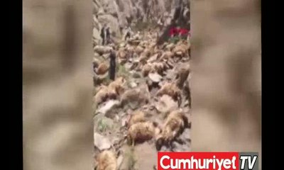 Van'da 500 koyun uçurumdan atladı