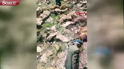 Van’da 500 koyun intihar etti