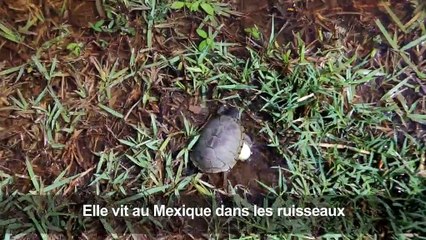 Découverte d'une nouvelle espèce de tortue au Mexique