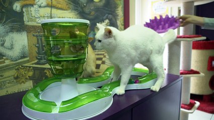 Gato Aquiles intentará emular al pulpo Paul en Rusia