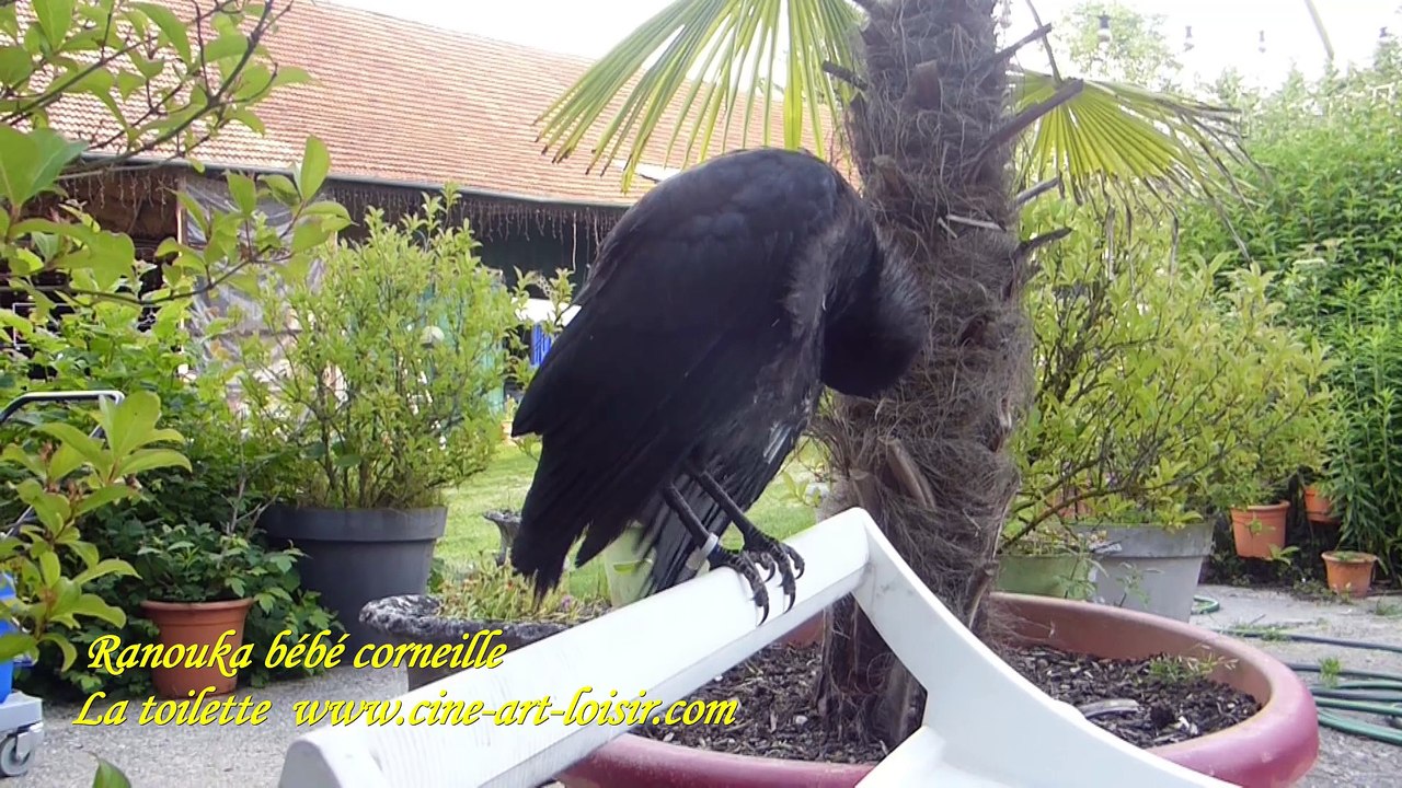 Ranouka la Corneille noire (Corvus corone) un  film by Jean-Claude Guerguy