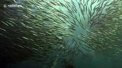 Predators feast on sardine run off the coast of South Africa