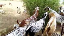 Goat farming pakistan/india منڈی سے بکریاں خریدنے کا فن