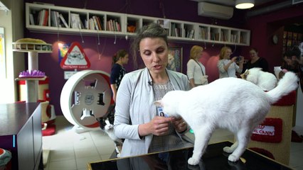 El gato Aquiles, pronosticador oficial del Mundial de Rusia