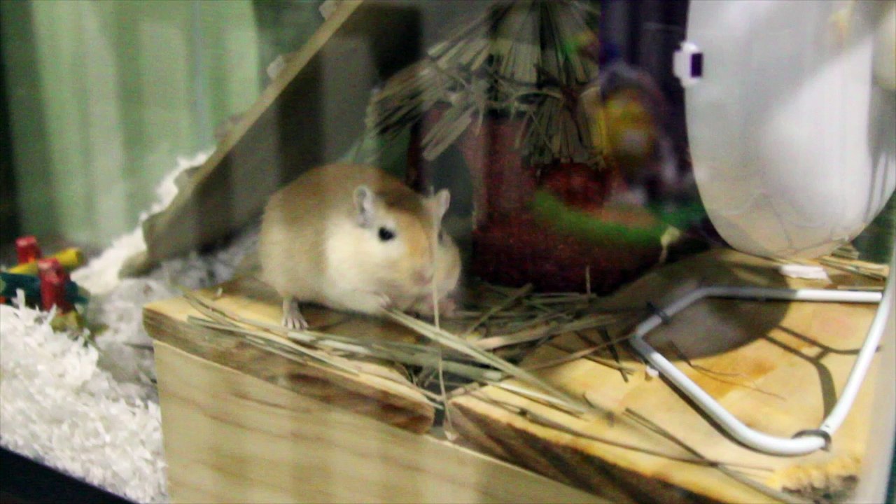 Gerbil Can't Get In House