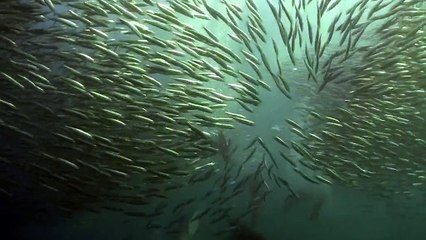 Predators feast on sardine run off the coast of South Africa