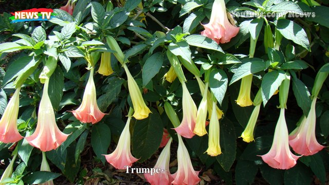 Top 10 loài cây có chứa chất độc và nguy hiểm nhất thế giới