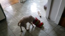 Poor pooch gets head stuck in chicken nuggets bag