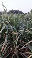 0239 early sugarcane ratoon