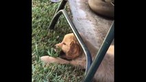 Cutie puppies|Funny Golden Retriever| Puppies videos - Compilation 2018
