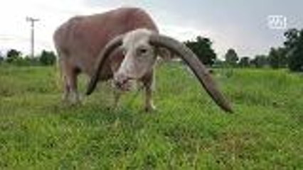 White buffalo gets attention amongst Thai netizens