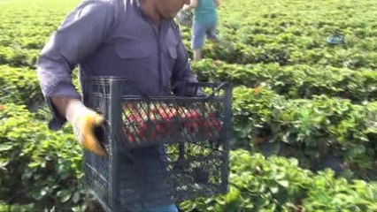 Çilek Üreticileri Sezonu Mutlu Kapattı