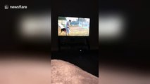 Mia the dog just couldn't contain herself when she saw a fellow pup on TV