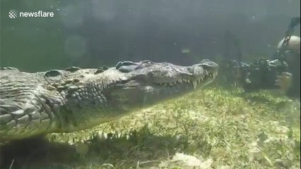 Photographer comes face-to-face with massive alligator