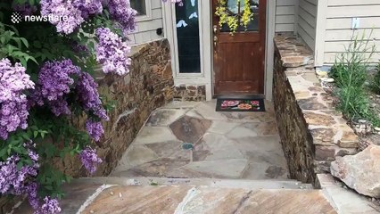 Dog expertly opens and closes doors