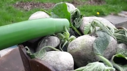 Une plante qui offre des bières