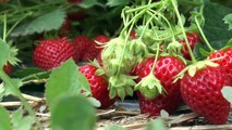 Hautes-Alpes : la saison des fraises est lancée