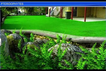 (3)CBSE Class 11 Biology, Plant Kingdom – 3, Pteridophytes