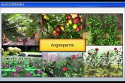 (5)CBSE Class 11 Biology, Plant Kingdom – 5, Angiosperms