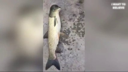 Fish with the head "not fish" caught in China