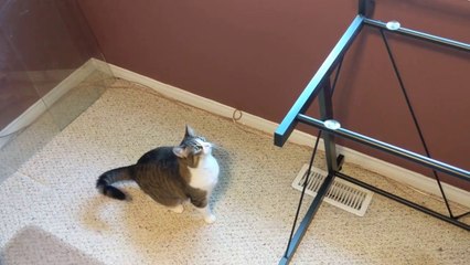 Troller un chat avec une table sans vitre