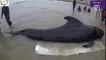 Plastic waste found in dead whale off Thai coast