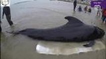 Plastic waste found in dead whale off Thai coast