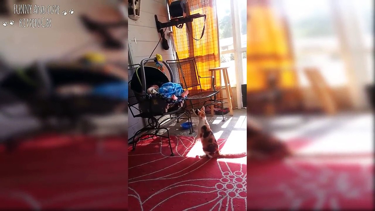 Funny Curious Cats Meeting Newborn Babies For The First Time - Cute Cat and Baby Videos - YouTube