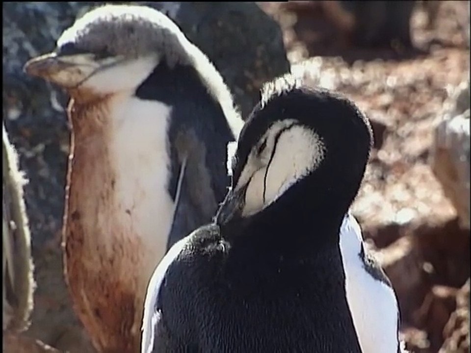 Wildest Antartica - Nature Documentary