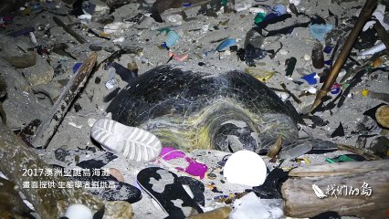 Cette pauvre tortue pond ses oeufs au milieu des déchets plastiques sur l'Île Christmas