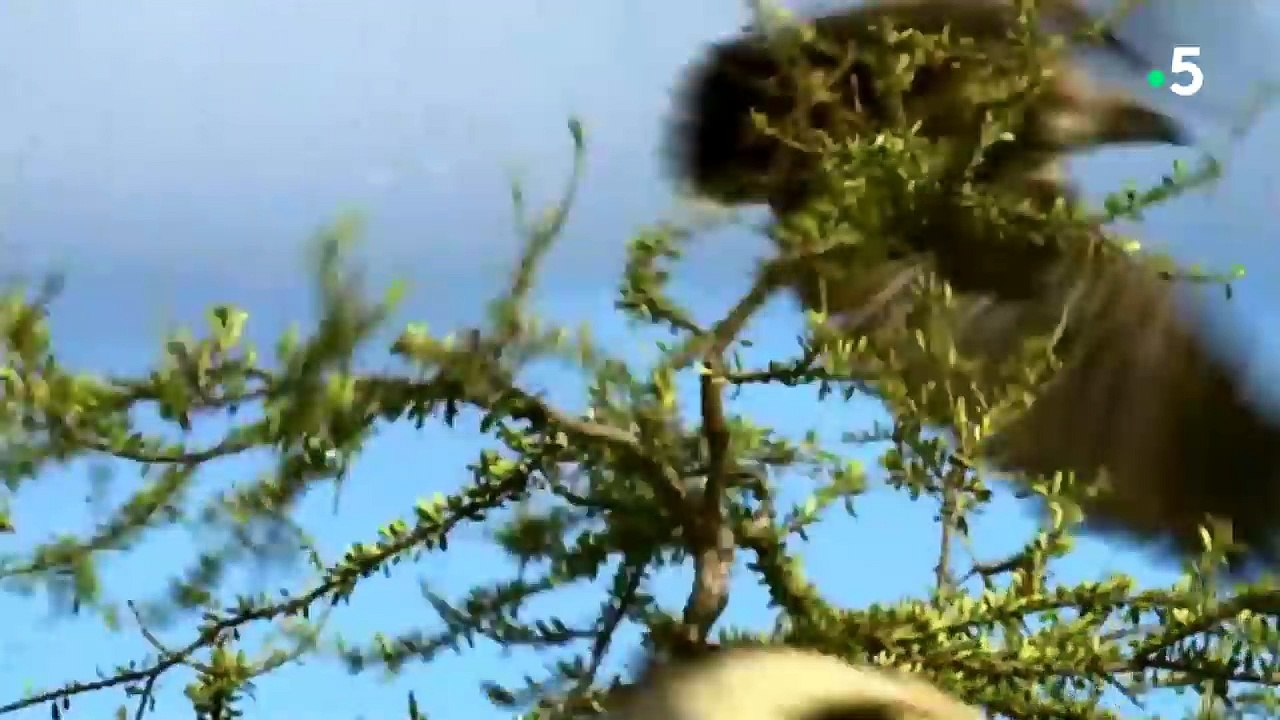 Ils volent le repas de 15 lions affamés