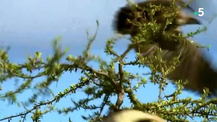 Ils volent le repas de 15 lions affamés