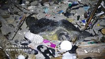 Une tortue pond ses oeufs au milieu des déchets plastiques (Île Christmas)