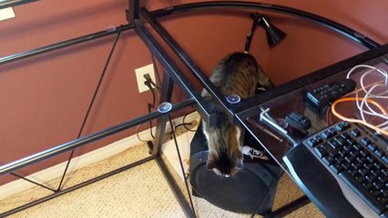 Troller un chat avec une table sans vitre