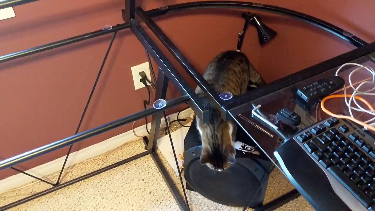 Troller un chat avec une table sans vitre