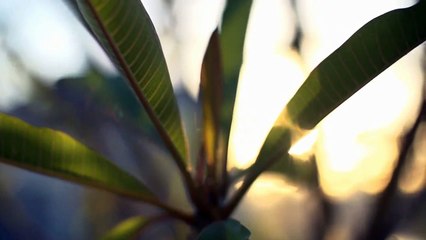 A vendre - Maison - Saint-Gingolph (1898) - 5.5 pièces