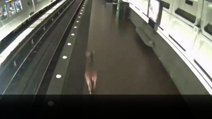 Deer gets trapped in subway!